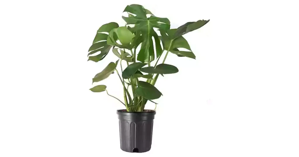 American Plant Exchange Split Leaf Philodendron Monstera Deliciosa Live Plant